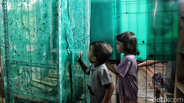 Hebat! Kampung Magot di Jakarta Utara Ubah Sampah Jadi Rupiah Di tengah padatnya permukiman Sunter Agung, RT 7 Tanjung Priok, Jakarta Utara, muncul inovasi yang menginspirasi. Warga setempat berinisiatif memelihara magot larva lalat Black Soldier Fly, untuk mengelola sampah organik sekaligus menambah penghasilan keluarga.