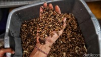 Kampung Magot di Sunter Agung menjadi bukti nyata bahwa solusi lingkungan bisa dimulai dari langkah kecil di rumah, tanpa harus menunggu pemerintah atau investor besar
