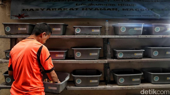 Di tengah padatnya permukiman Sunter Agung, RT 7 Tanjung Priok, Jakarta Utara, muncul inovasi yang menginspirasi. Warga setempat berinisiatif memelihara magot larva lalat Black Soldier Fly, untuk mengelola sampah organik sekaligus menambah penghasilan keluarga.