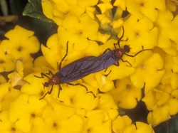 Warga Korea Selatan Diteror Jutaan Kumbang Cinta, Bikin Merinding!