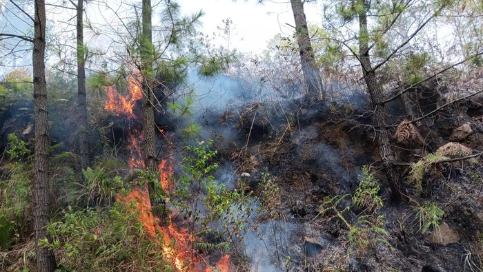 Karhutla di Samosir. (Foto: Istimewa)