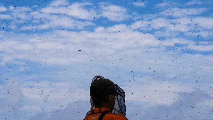 INCHEON, SOUTH KOREA - JULY 3: A hiker covered in a mosquito net observes a swarm of lovebugs at the top of Gyeyangsan, a mountain in Incheon, South Korea on Thursday, July 3, 2025.

(Photo by Jintak Han/The Washington Post via Getty Images)