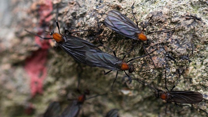 INCHEON, SOUTH KOREA - JULY 3: Mating lovebugs cover the side of a rock at the top of Gyeyangsan, a mountain in Incheon, South Korea on Thursday, July 3, 2025.

(Photo by Jintak Han/The Washington Post via Getty Images)