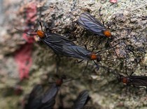 Teror Kumbang Cinta Buat Warga Seoul-Incheon Resah