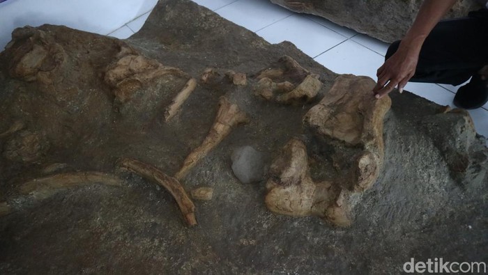 Penampakan fosil gajah purba jenis Elephas yang dibawa ke Museum Situs Purbakala Patiayam, Kudus, Sabtu (5/7/2025).