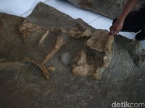 Saat Museum Patiayam Kudus Kedatangan Temuan Fosil Gajah Purba Unik