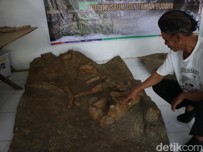 Penampakan fosil gajah purba jenis Elephas yang dibawa ke Museum Situs Purbakala Patiayam, Kudus, Sabtu (5/7/2025).