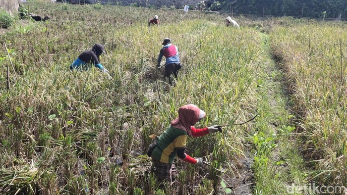 Petani padi di Lubuklinggau melakukan panen