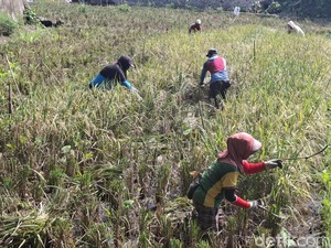 Cuaca Tak Menentu Akibatkan Hasil Panen Padi di Lubuklinggau Tidak Maksimal