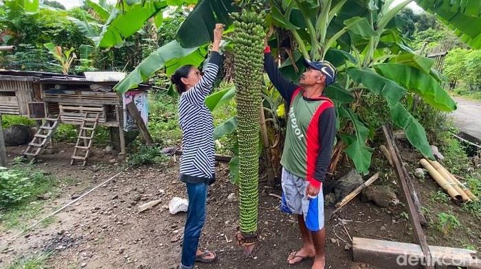 Pohon pisang dengan tandan sepanjang 2 meter hingga nyaris menyentuh tanah tumbuh di pekarangan rumah warga di Parepare.