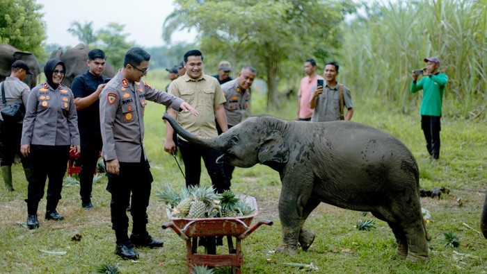 Polisi memberi dukungan pakan untuk gajah-gajah di PLG Sebangga, Kabupaten Bengkalis, Kamis (3/7/2025).