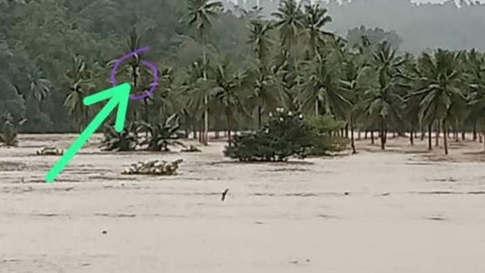 Pria bernama Asri di Kabupaten Sinjai memanjat pohon kelapa saat terjadi banjir.
