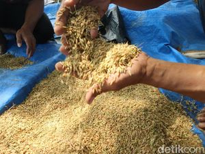 Petani di Margorejo Pati Pakai Pupuk Eceng Gondok, Panenan Diklaim Meningkat