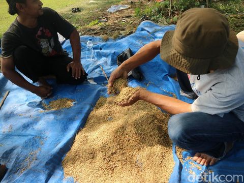 Panenan gabah petani Desa Jambean Kidul, Kecamatan Margorejo, Pati, pada Sabtu (5/72025). Petani setempat mengaku panenan meningkat sejak memakai pupuk organik dari eceng gondok.