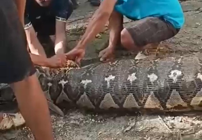 Ular piton 5 meter memangsa warga di Buton Selatan.