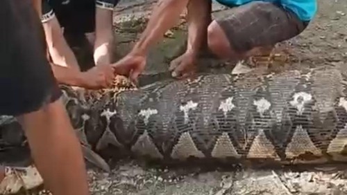 Ular piton 5 meter memangsa warga di Buton Selatan.