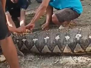Detik-detik Perut Ular Piton Pemangsa Petani Lansia Dibelah Warga