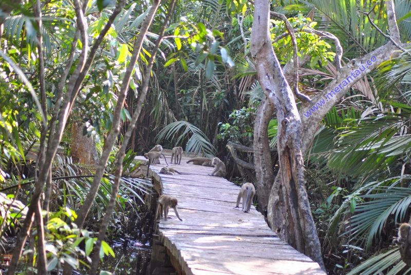 Wisata Pulau Kembang Wisata pulau para monyet di Pulau Kembang.