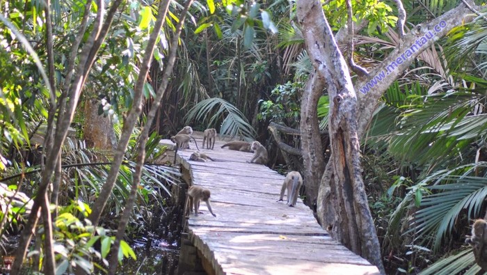 Wisata pulau para monyet di Pulau Kembang.