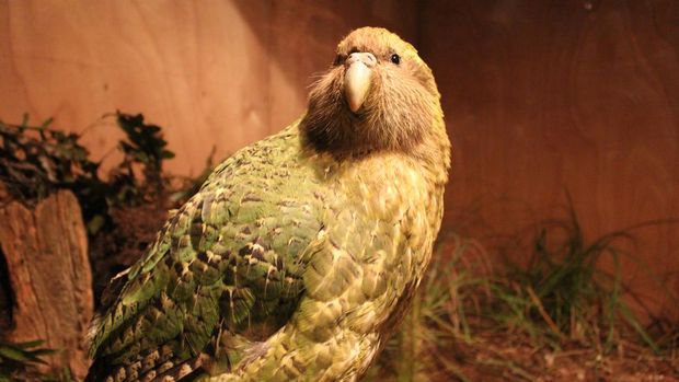 Endangered, rare and spectacular parrots endemic to New Zealand