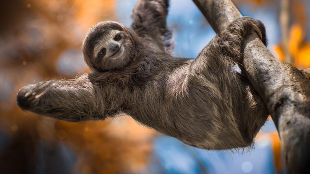Costa Rica three toes sloth