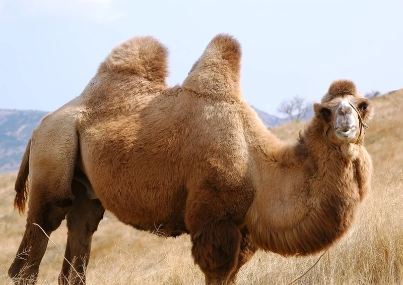 13 Hewan yang Paling Kuat Bertahan Hidup Tanpa Makanan