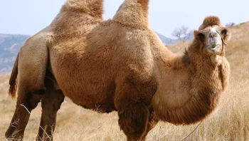 Unta menggunakan punuknya untuk menyimpan jaringan lemak yang biasanya digunakan sebagai sumber makanan ketika makanan dan air langka. Ia bisa bertahan sampai 2 bulan. Foto: via BrightSide