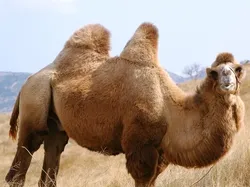 13 Hewan yang Paling Bisa Bertahan Hidup Tanpa Makanan