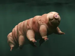 13 Hewan yang Paling Bisa Bertahan Hidup Tanpa Makanan