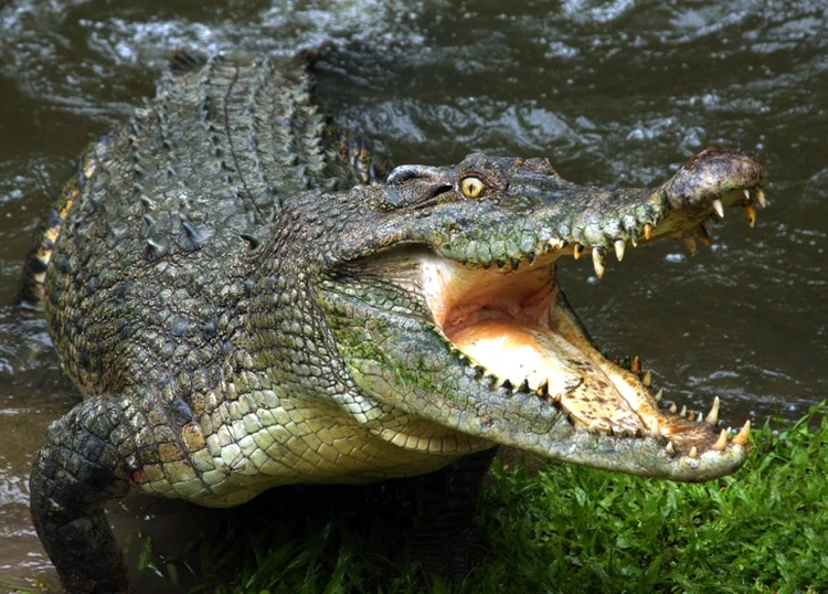 13 Hewan yang Paling Kuat Bertahan Hidup Tanpa Makanan