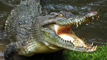 Buaya menghemat energinya dengan tidak bergerak, sehingga membantu mereka bertahan hidup selama 3 tahun tanpa makanan — setelah menikmati santapan lezat. Foto: via BrightSide