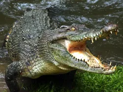 13 Hewan yang Paling Bisa Bertahan Hidup Tanpa Makanan