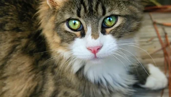 Bergantung pada jumlah air dan makanan yang awalnya mereka konsumsi serta kesehatan mereka secara keseluruhan, seekor kucing dapat bertahan selama 2 minggu tanpa makanan. Foto: via BrightSide