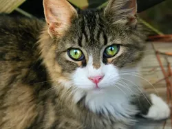 13 Hewan yang Paling Bisa Bertahan Hidup Tanpa Makanan