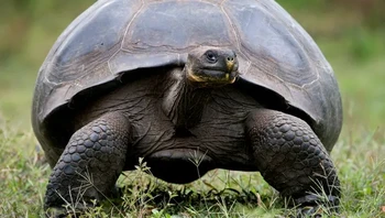 Kura-kura Galapagos memiliki penyimpanan internal yang sangat besar untuk air dan mereka memiliki metabolisme yang lambat, membantu mereka bertahan hidup tanpa makanan selama setahun penuh. Foto: via BrightSide