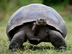 13 Hewan yang Paling Bisa Bertahan Hidup Tanpa Makanan