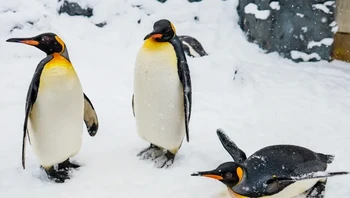 Penguin kaisar jantan dipaksa menahan dinginnya musim dingin Antartika selama lebih dari 3 bulan sambil melindungi telur mereka, dan mereka tidak makan apa pun selama waktu ini. Foto: via BrightSide