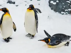 13 Hewan yang Paling Bisa Bertahan Hidup Tanpa Makanan