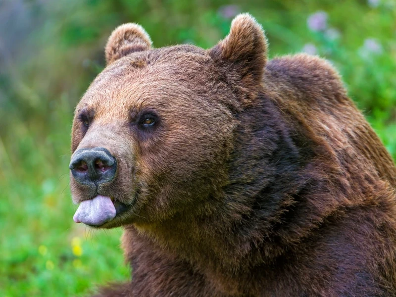 13 Hewan yang Paling Kuat Bertahan Hidup Tanpa Makanan