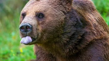 Beruang sering disebut sebagai hibernator hebat karena mereka dapat bertahan lebih dari 3 bulan tanpa makan, minum, berolahraga, buang air besar, bahkan buang air kecil. Foto: via BrightSide