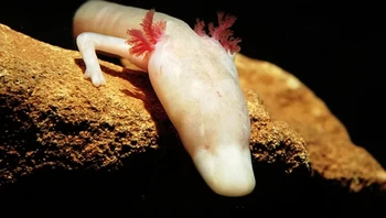 Ketika makanan langka, olm mengurangi laju metabolisme dan aktivitasnya. Hewan amfibo ini juga dapat menyerap kembali jaringannya sendiri, yang membantu mereka bertahan hidup selama 10 tahun tanpa makanan. Foto: via BrightSide