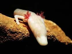 13 Hewan yang Paling Bisa Bertahan Hidup Tanpa Makanan