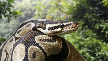 Ular piton bola memiliki tingkat metabolisme yang lebih rendah sehingga dapat menyimpan energi dengan cukup baik sehingga mereka dapat bertahan hidup dalam jangka waktu yang lama (6 bulan) tanpa makanan. Mereka hanya menggunakan energi yang tersimpan untuk bertahan hidup. Foto: via BrightSide