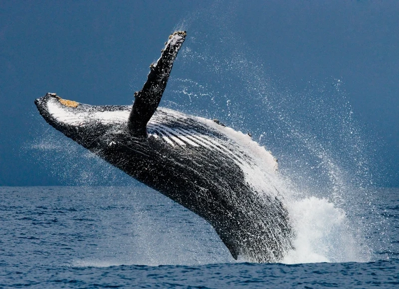 13 Hewan yang Paling Kuat Bertahan Hidup Tanpa Makanan