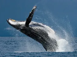 13 Hewan yang Paling Bisa Bertahan Hidup Tanpa Makanan