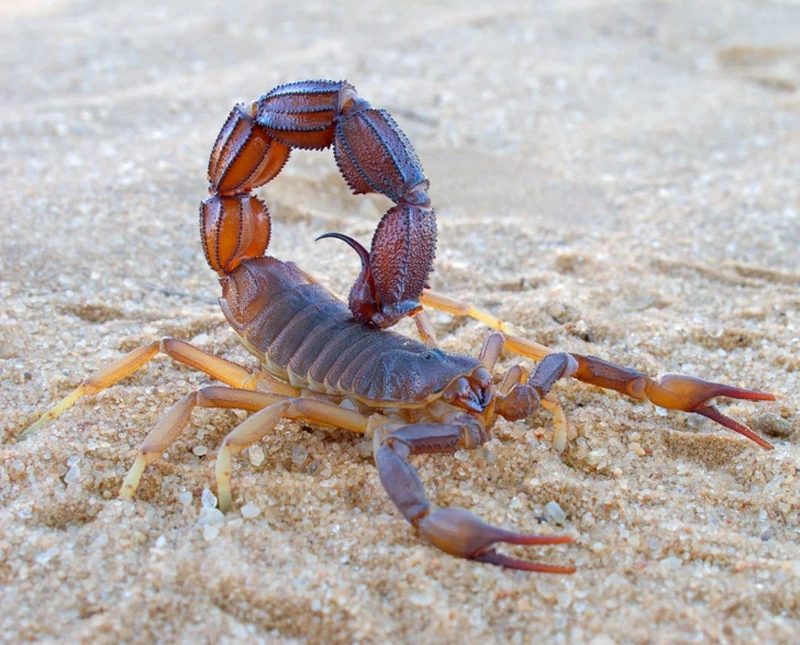 13 Hewan yang Paling Kuat Bertahan Hidup Tanpa Makanan