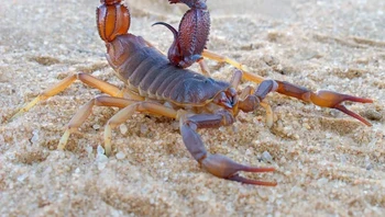 Kalajengking memakan sepertiga dari berat tubuhnya hanya dalam satu kali makan. Hal ini saja membantu mereka memperlambat metabolisme dan mengatur nutrisi, sehingga memungkinkan mereka bertahan hidup selama setahun tanpa makanan. Foto: via BrightSide