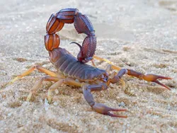 13 Hewan yang Paling Bisa Bertahan Hidup Tanpa Makanan