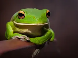 13 Hewan yang Paling Bisa Bertahan Hidup Tanpa Makanan