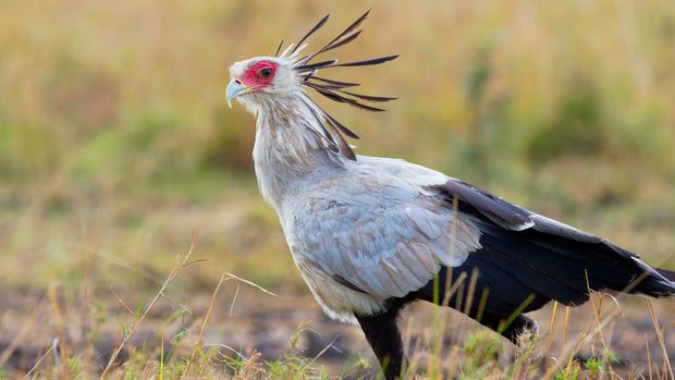 Secretarybird or Secretary Bird - Sagittarius serpentarius large, mostly terrestrial bird of prey, endemic to Africa, grasslands and savanna of the sub-Saharan region, very long legs, eagle-like body.
